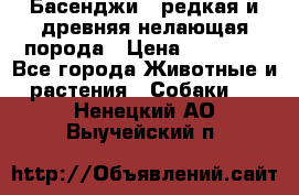 Басенджи - редкая и древняя нелающая порода › Цена ­ 50 000 - Все города Животные и растения » Собаки   . Ненецкий АО,Выучейский п.